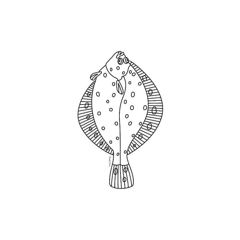 Plaice line drawing