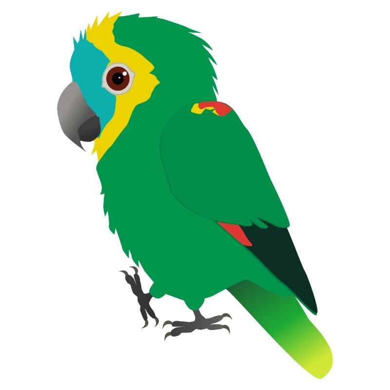 Amazonas-Papagei mit blauer Front