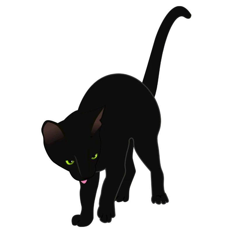 Black cat