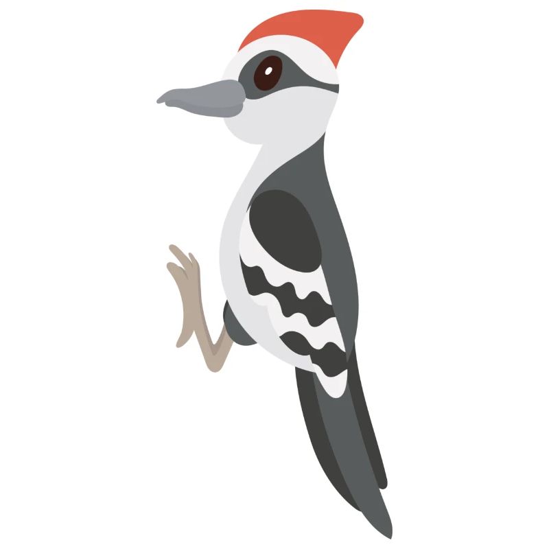 woodpecker