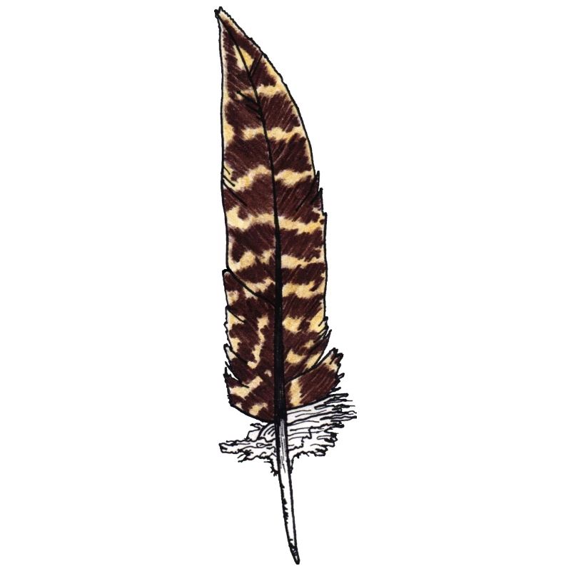 Feather brown spotted Hand drawn (pheasant)