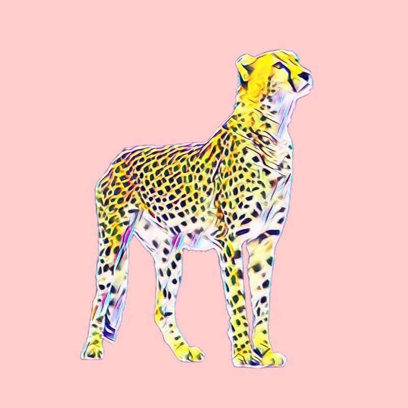 cheetah