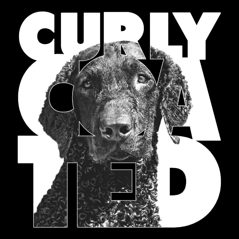 Curly Coated I