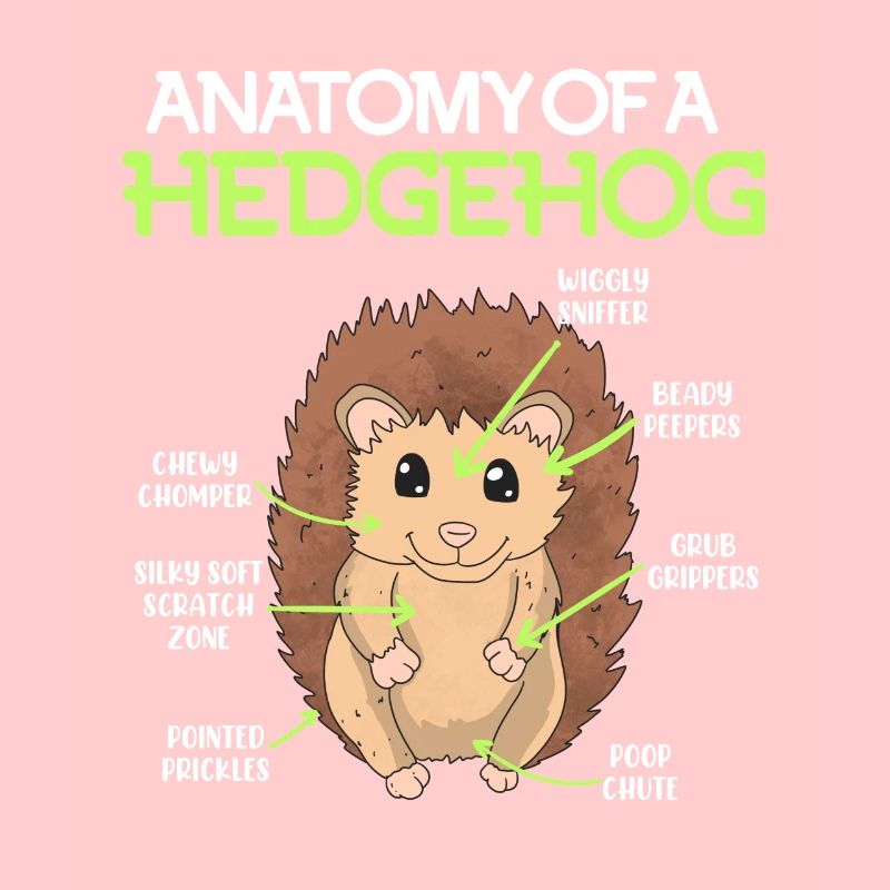 Anatomie eines Igel