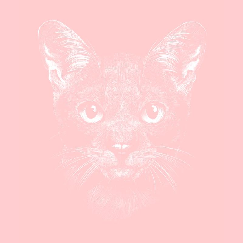 Cat Cat Owner