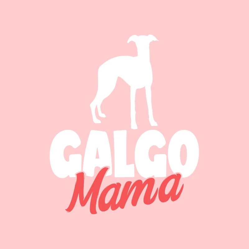Galgo Espanol Chien Chien Propriétaire Chien