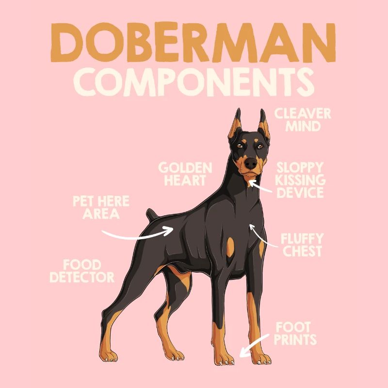COMPOSANTS DU DOBERMAN Anatomie Doberman