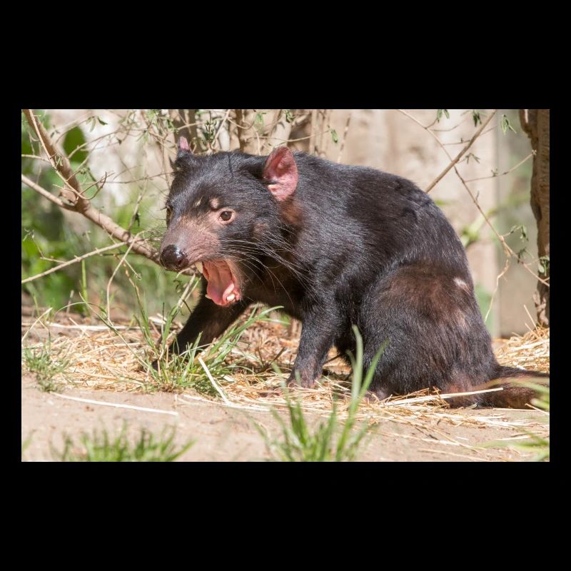 Tasmanian Devil (in german Beutelteufel)