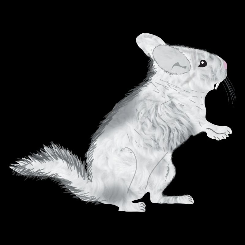 Chinchilla albinos