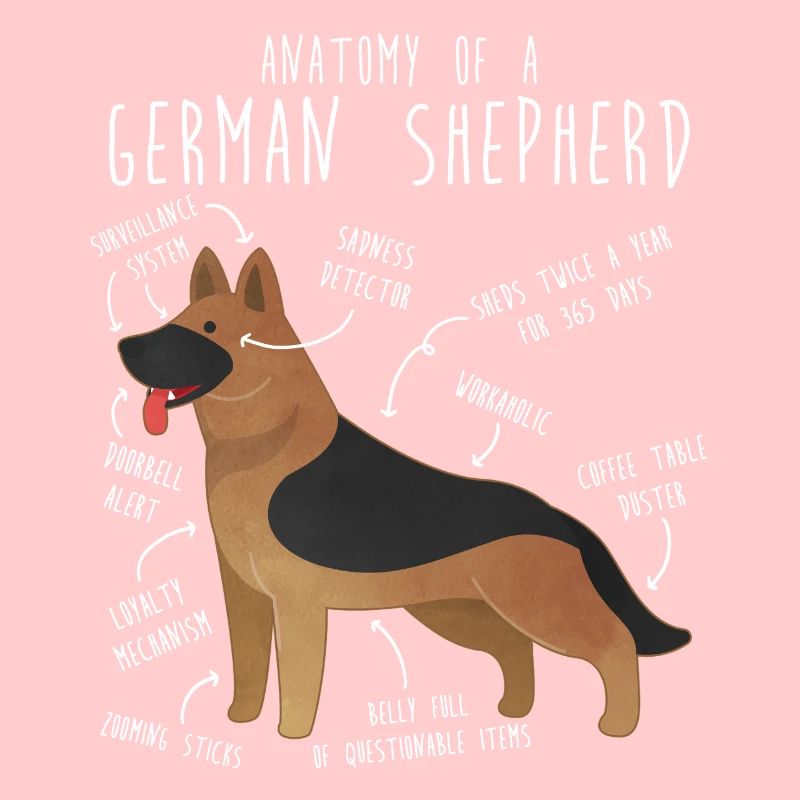 Anatomie des Deutschen Schäferhundes