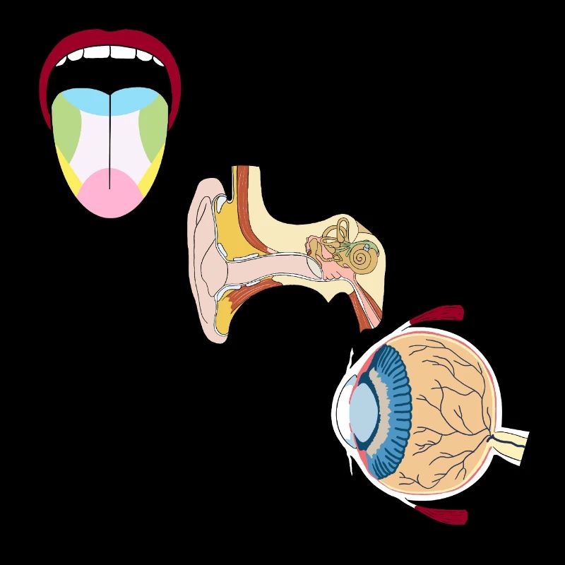 Sinnesorgane Medizin