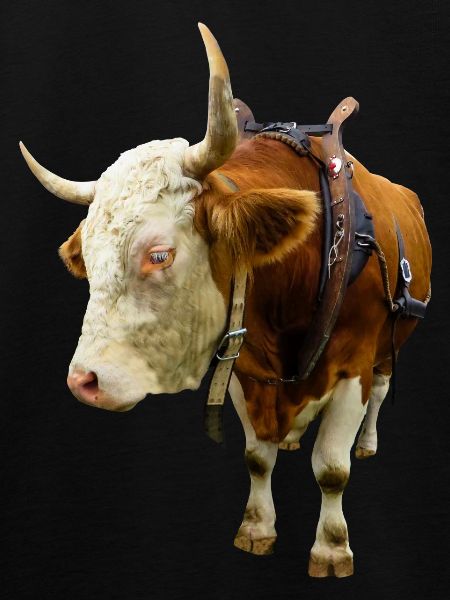 cow beef cow cow animal animal
