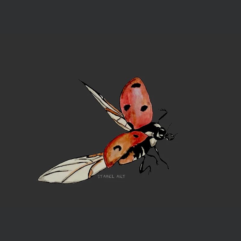Ladybug / ladybug