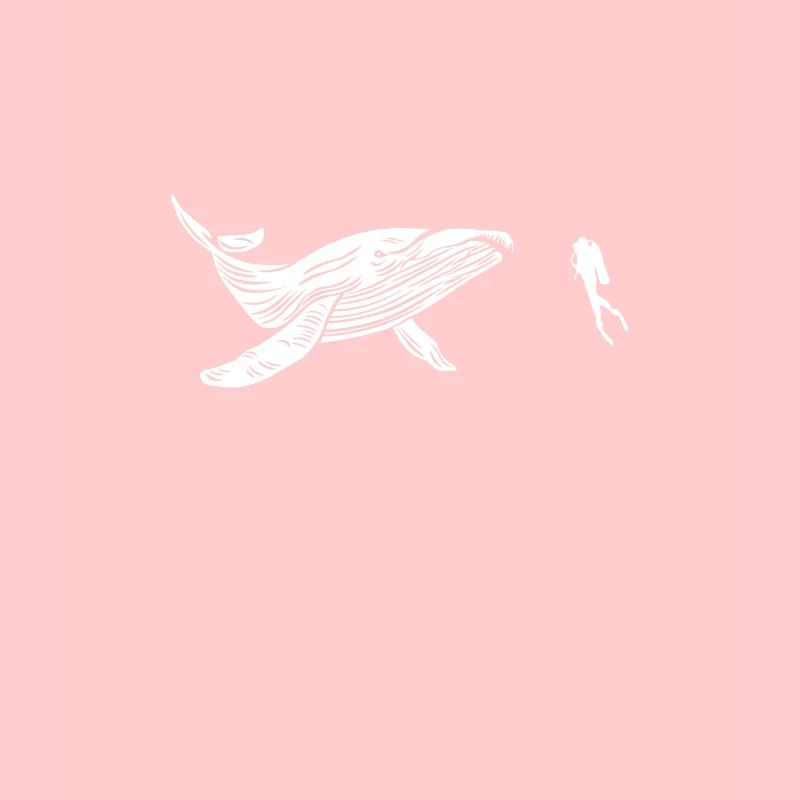 Cétacé de plongée baleines