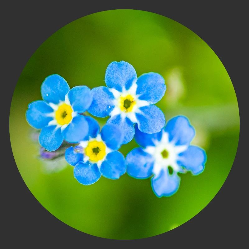 Blumengruppe in Blau