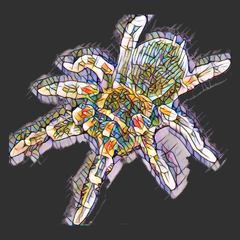 Kunstdruck Spinne / Tarantel