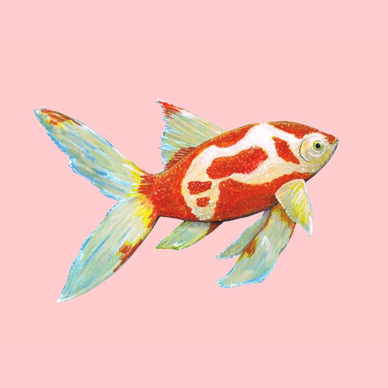 Comet tail goldfish