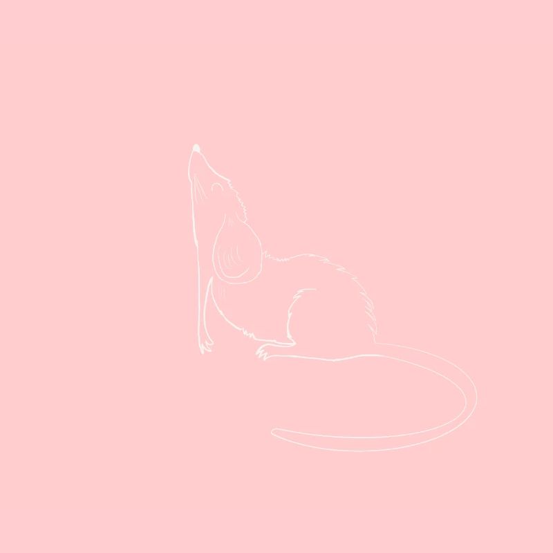 Maus