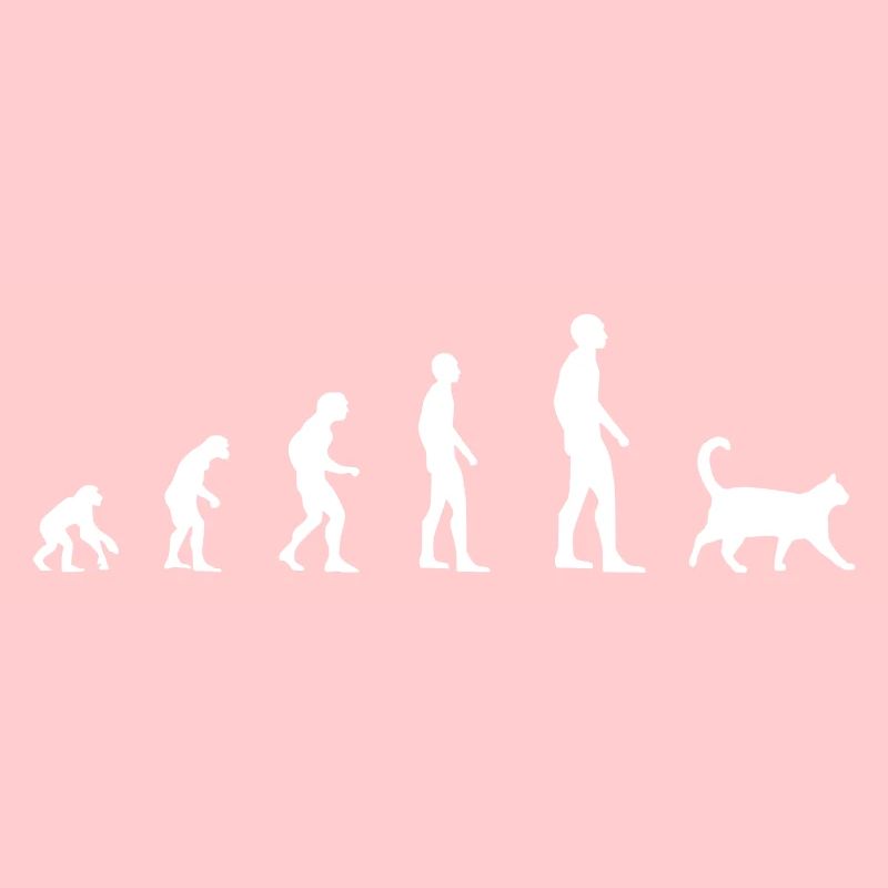 Katze – Evolution
