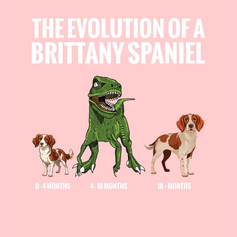 The evolution of a Breton spaniel dog