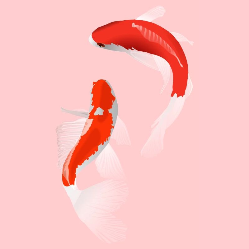 Koi