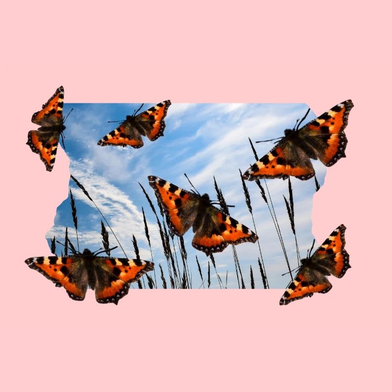 BUTTERFLY