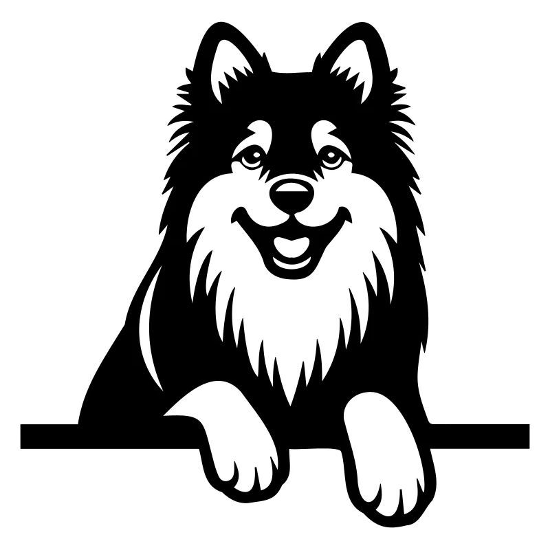 Finnish Lapphund