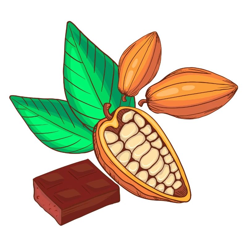 Cocoa chocolate cocoa bean cocoa pod