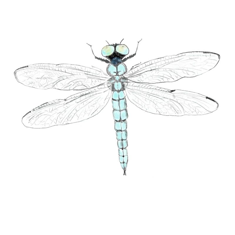 Libelle