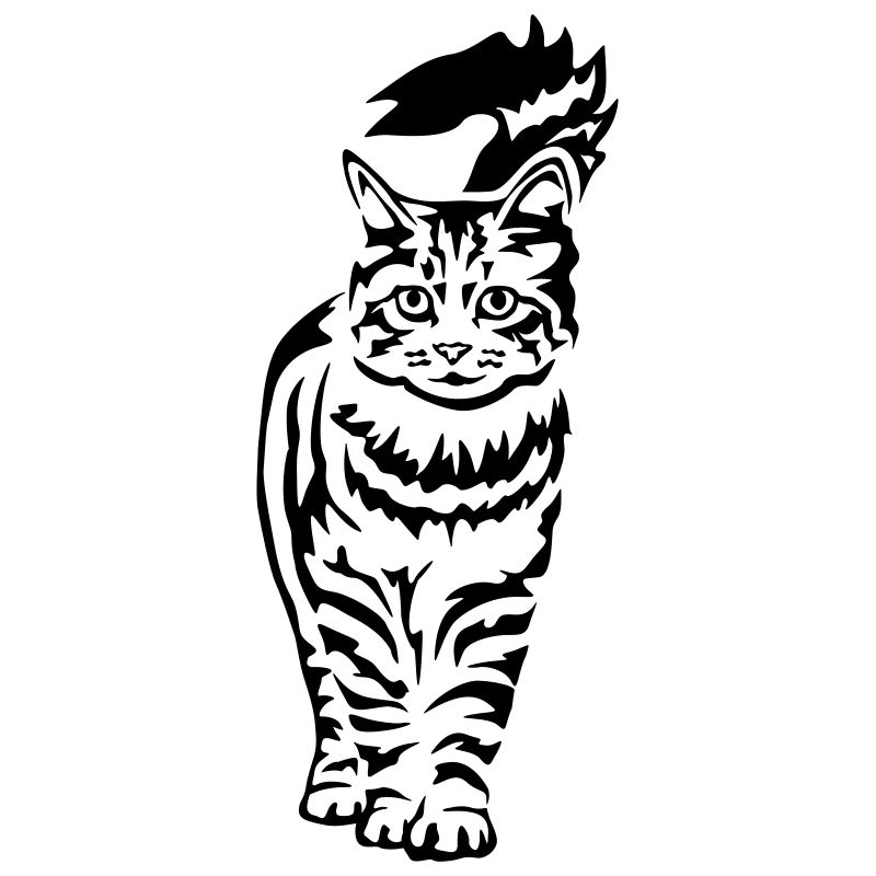 Chat domestique - Chat