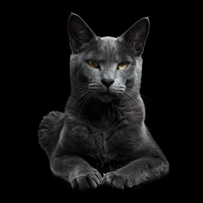 Korat