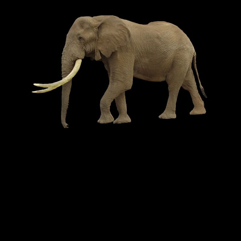 Elefant - Elefanten - Wildtiere in Afrika - Eli