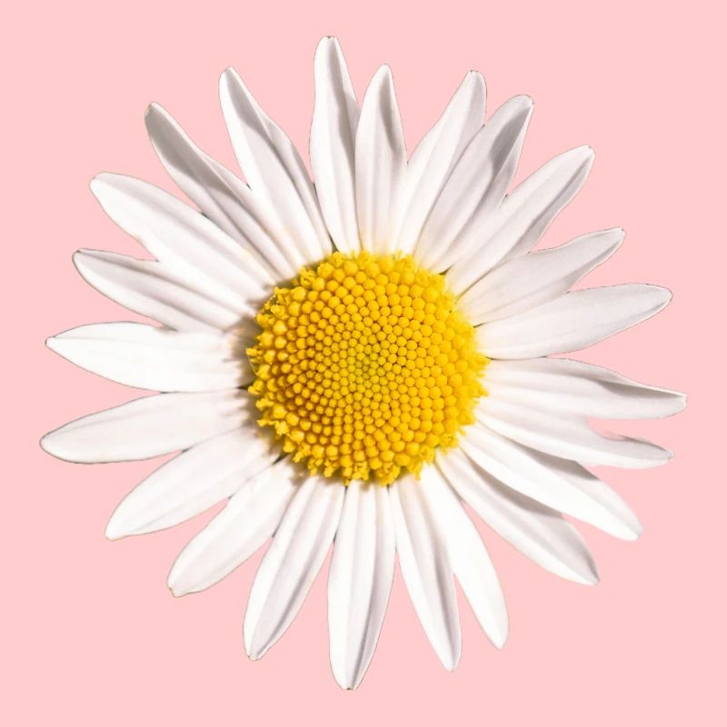 Gänseblümchen