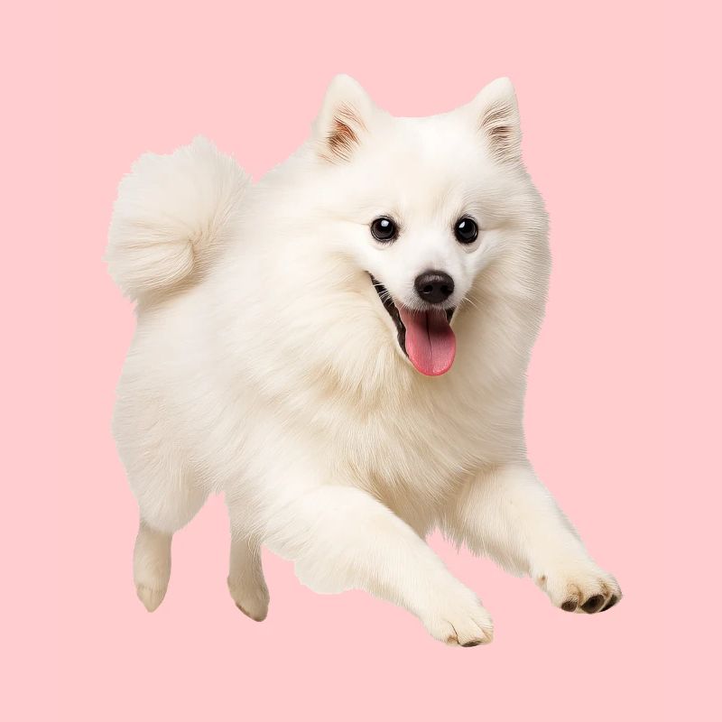 Spitz japonais
