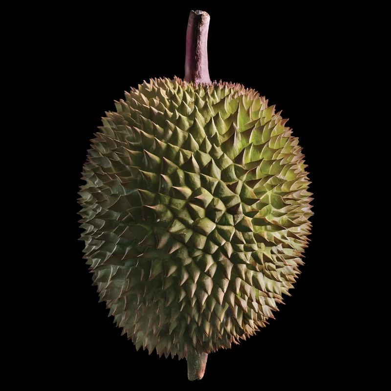 Durian Frucht