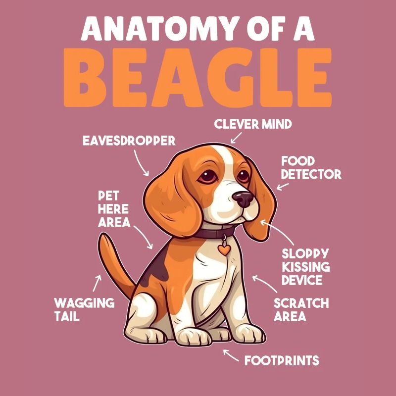 Explication du chien Anatomie d’un beagle