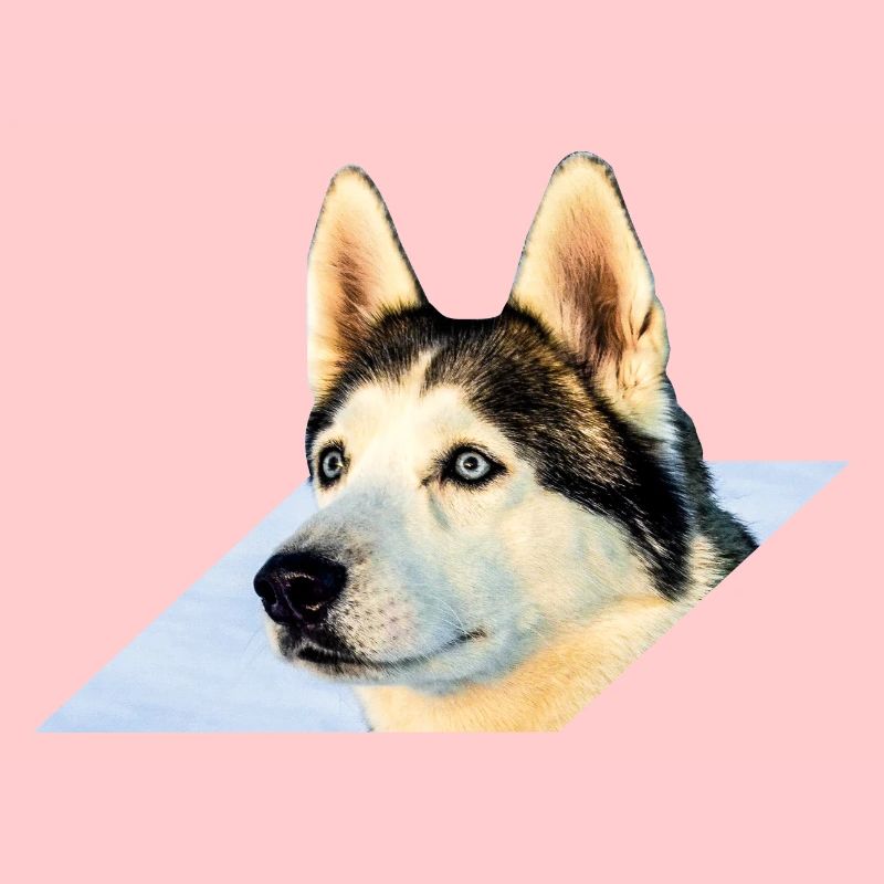Husky