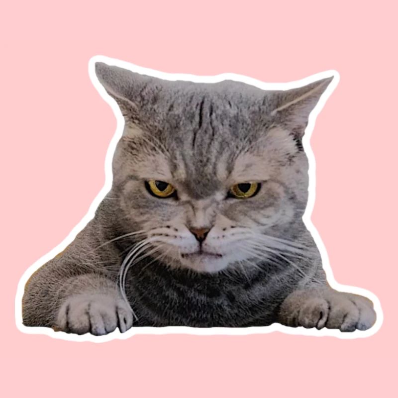 Doux chat féroce - visage (cadeau)