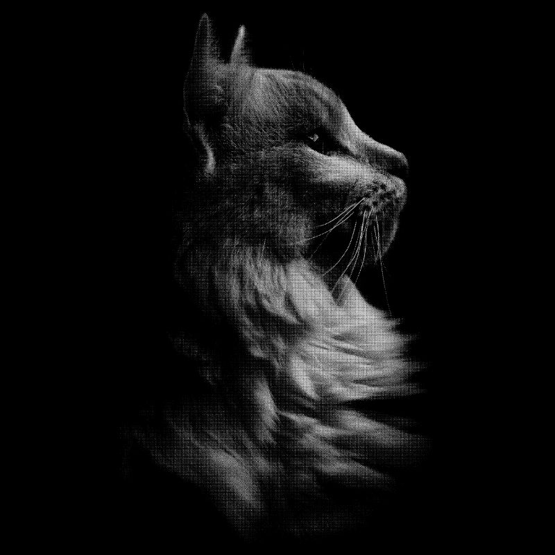 Katze