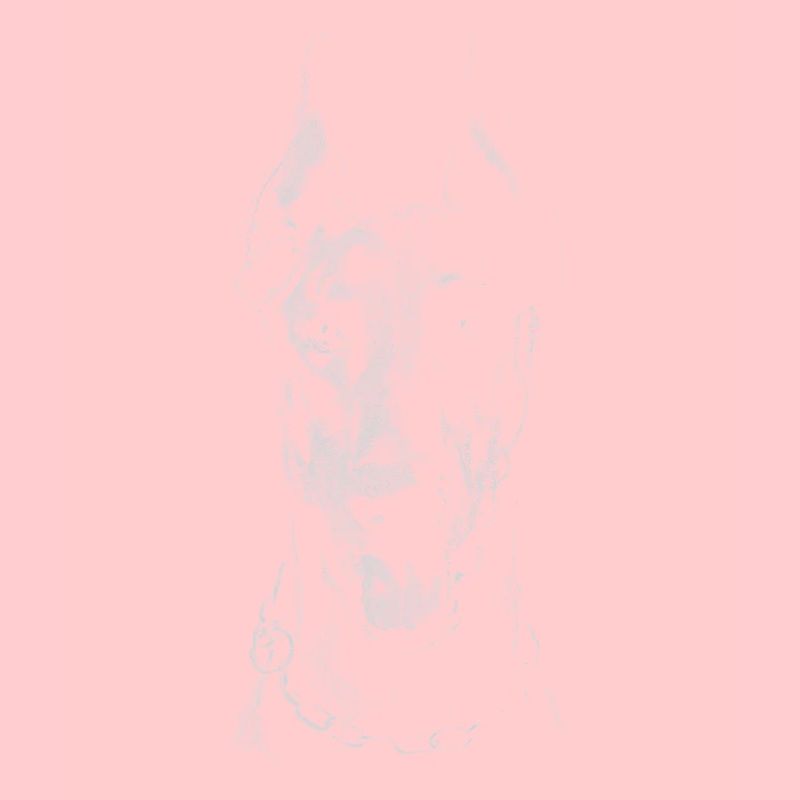 Doberman
