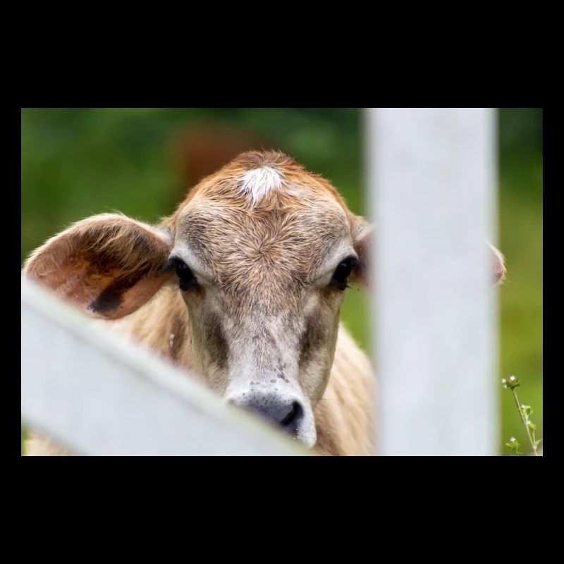 cow's head