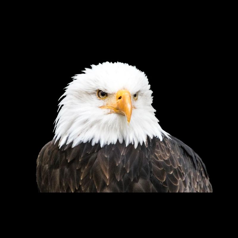 Aigle