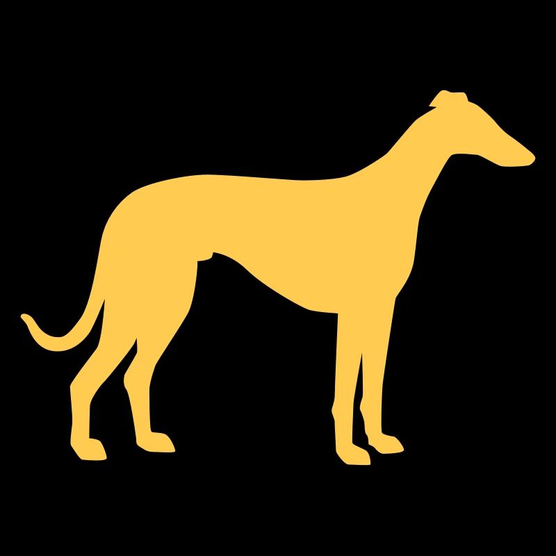 Italian Greyhound