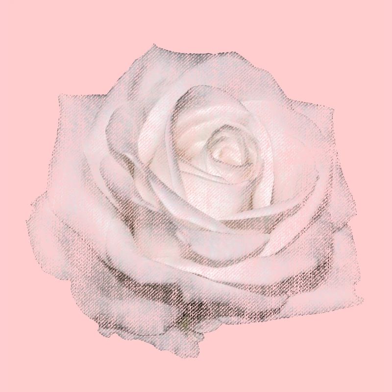 WHITE ROSE WHITE FLOWER