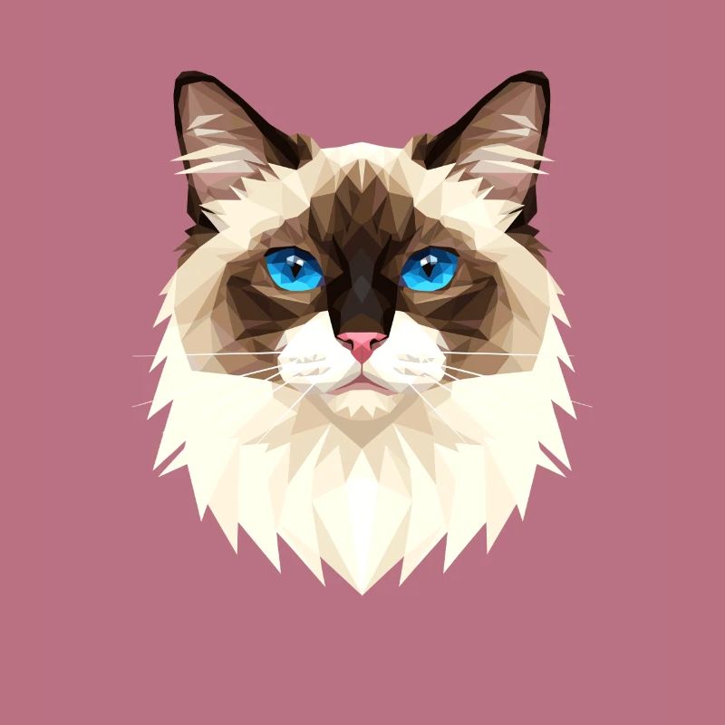 Chat Birman Chat Birman Sacré Chat Birman Mignons Chats Birman