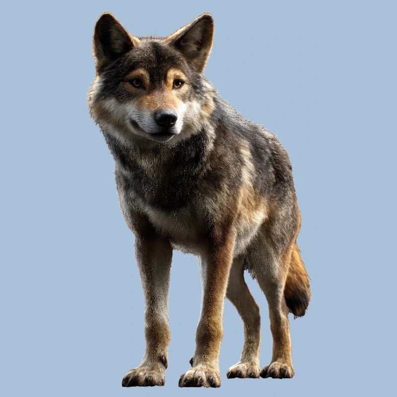 Wolf Love Wolves Wolf Pack Wolfhound Wild Wolf