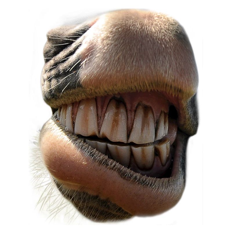 Nez de cheval confortable