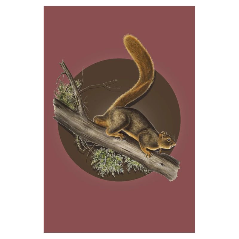 Eichhörnchen