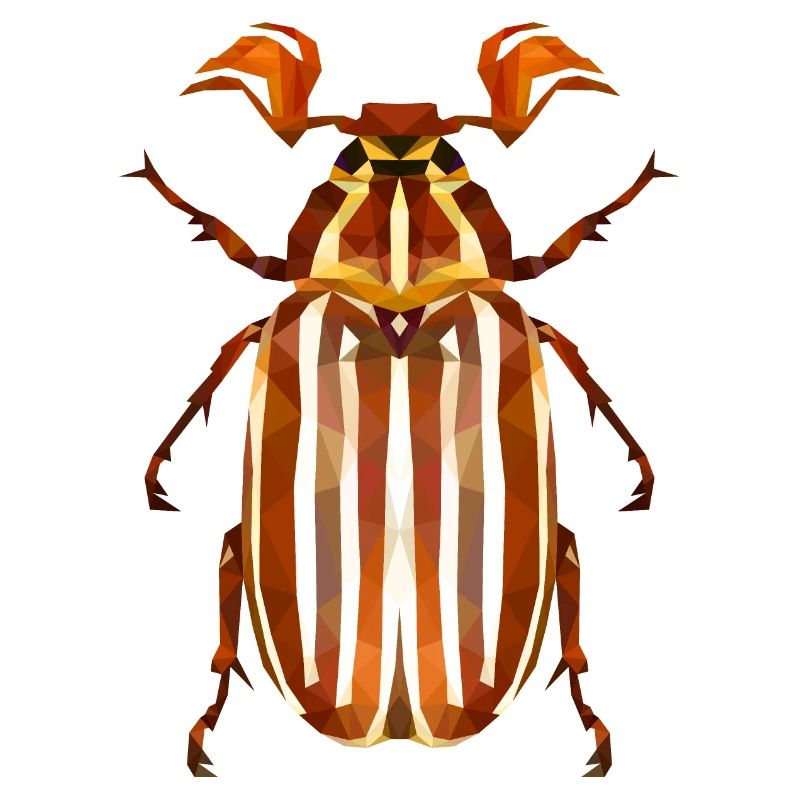 Coléoptère de la pastèque