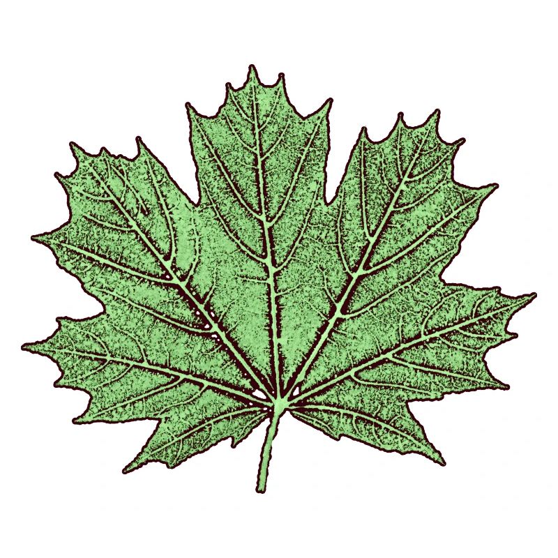 Maple leaf / érable feuille - Botanique